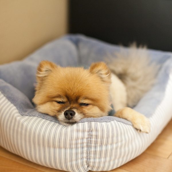 pomeranian sleeping in a dog bed