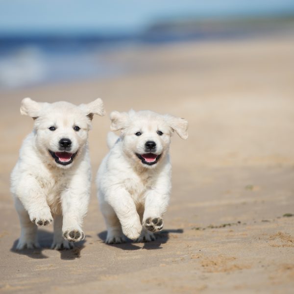 two golden retriever puppies running on a beach