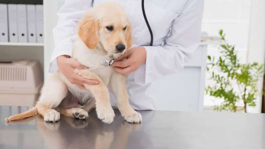 What to Know About Luxating Patella in Dogs