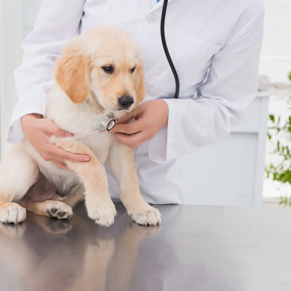 yellow lab puppy at the vet