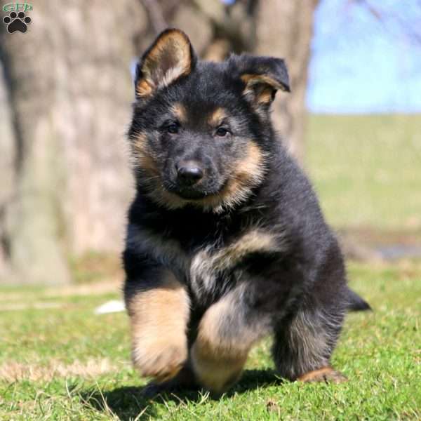 German Shepherd Puppy