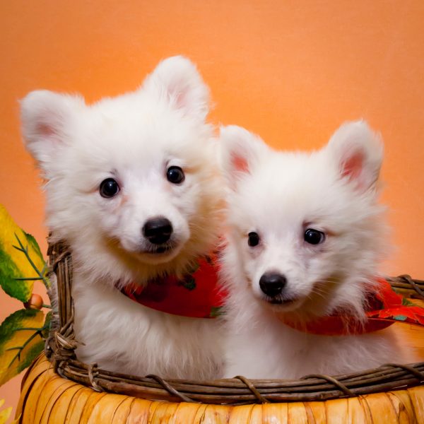 american eskimo puppies in a pumpkin basket