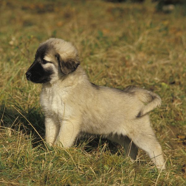 anatolian shepherd puppy standing in grass