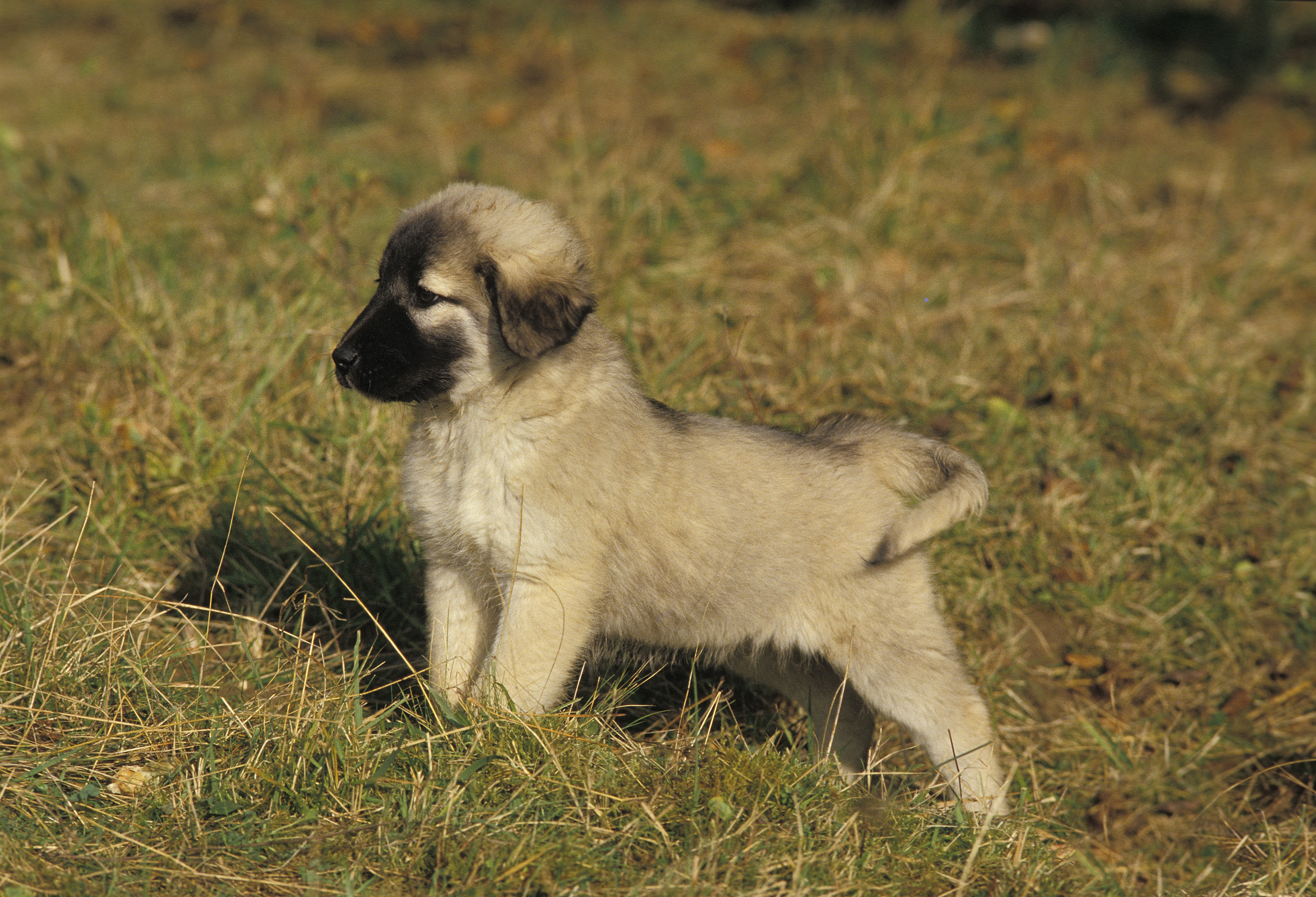 siberian husky anatolian shepherd mix