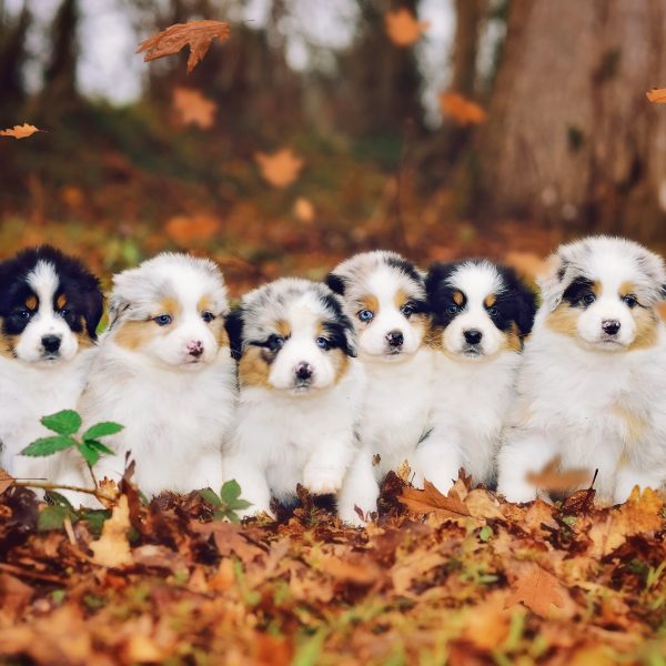 australian shepherd puppies sitting in leaves