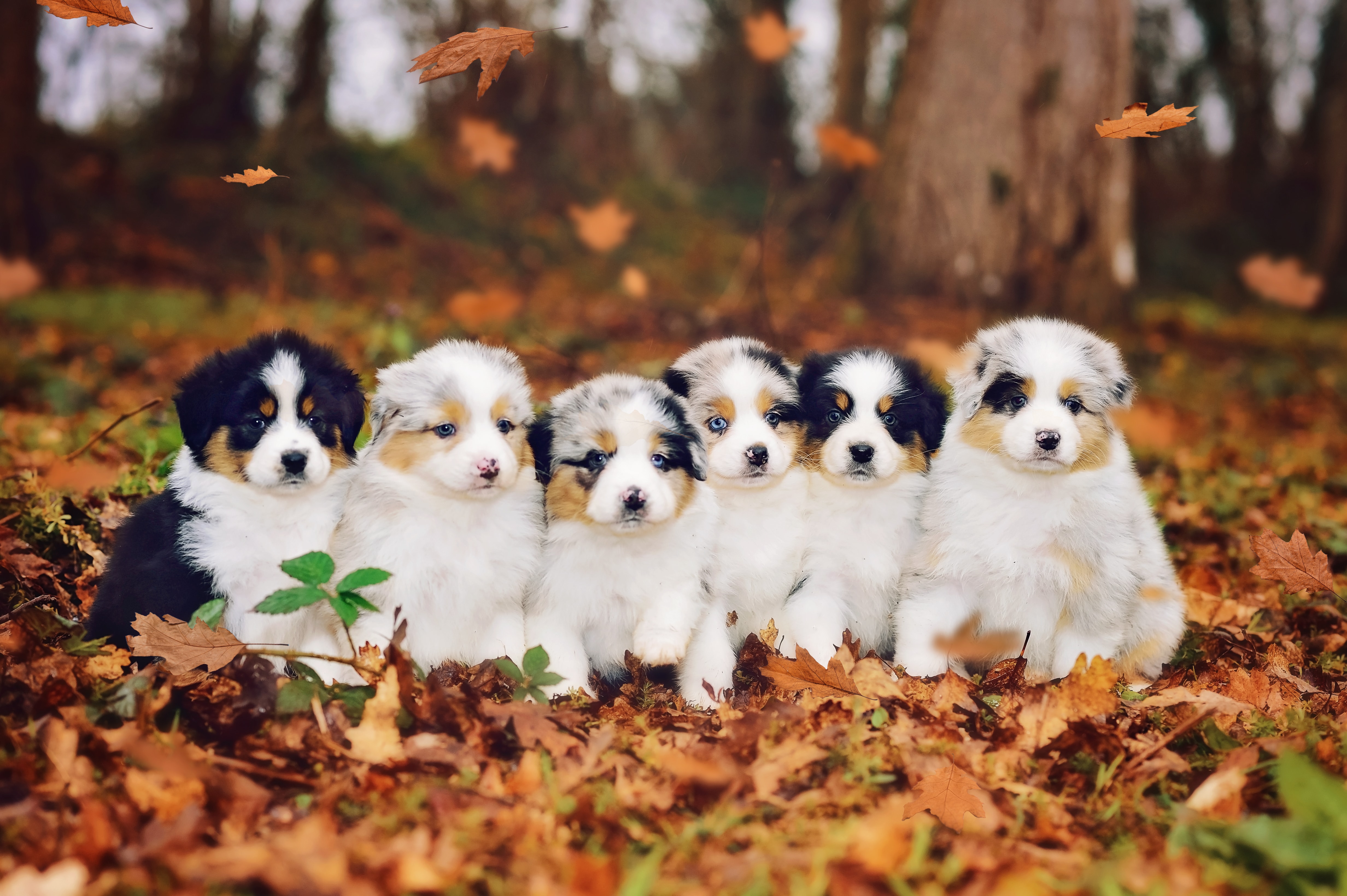 How Much Is An Australian Shepherd Puppy How Much Is An Australian Shepherd Puppy