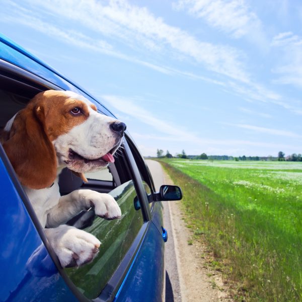 beagle looking out of the window of a blue car