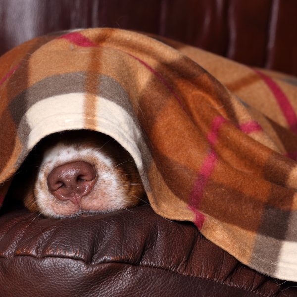cachorro deitado debaixo de um cobertor xadrez com apenas o focinho para fora