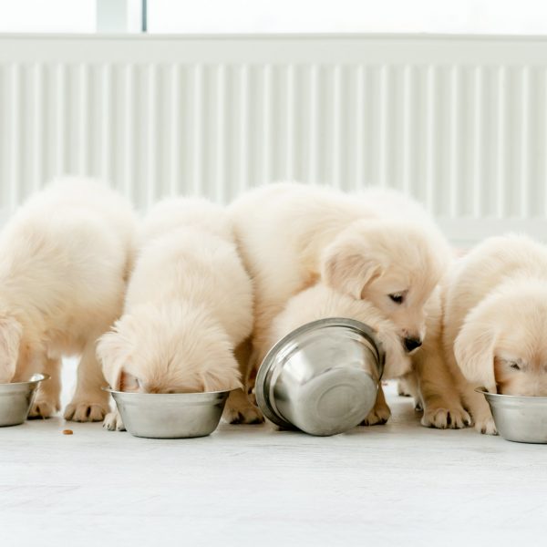 golden retriever puppies eating out of bowls