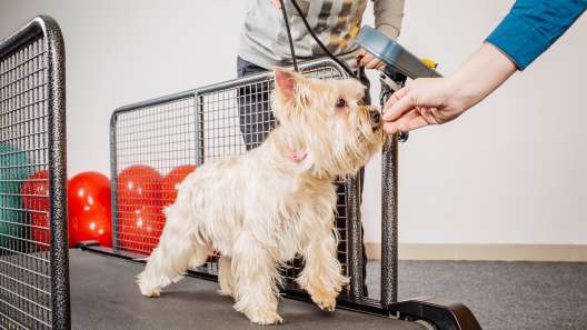 How to Train Your Dog to Use a Treadmill