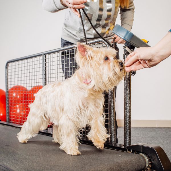 small terrier dog getting trained to use a treadmill for dogs