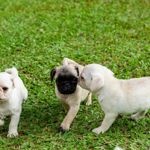 three pug puppies playing in grass