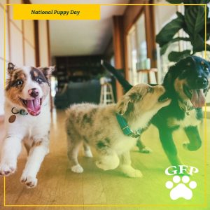 three puppies running and playing inside for national puppy day