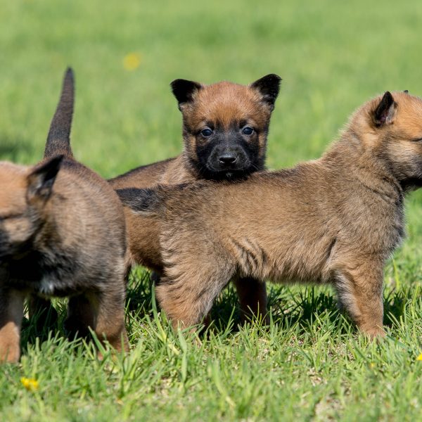 3 belgian malinois puppies in the grass