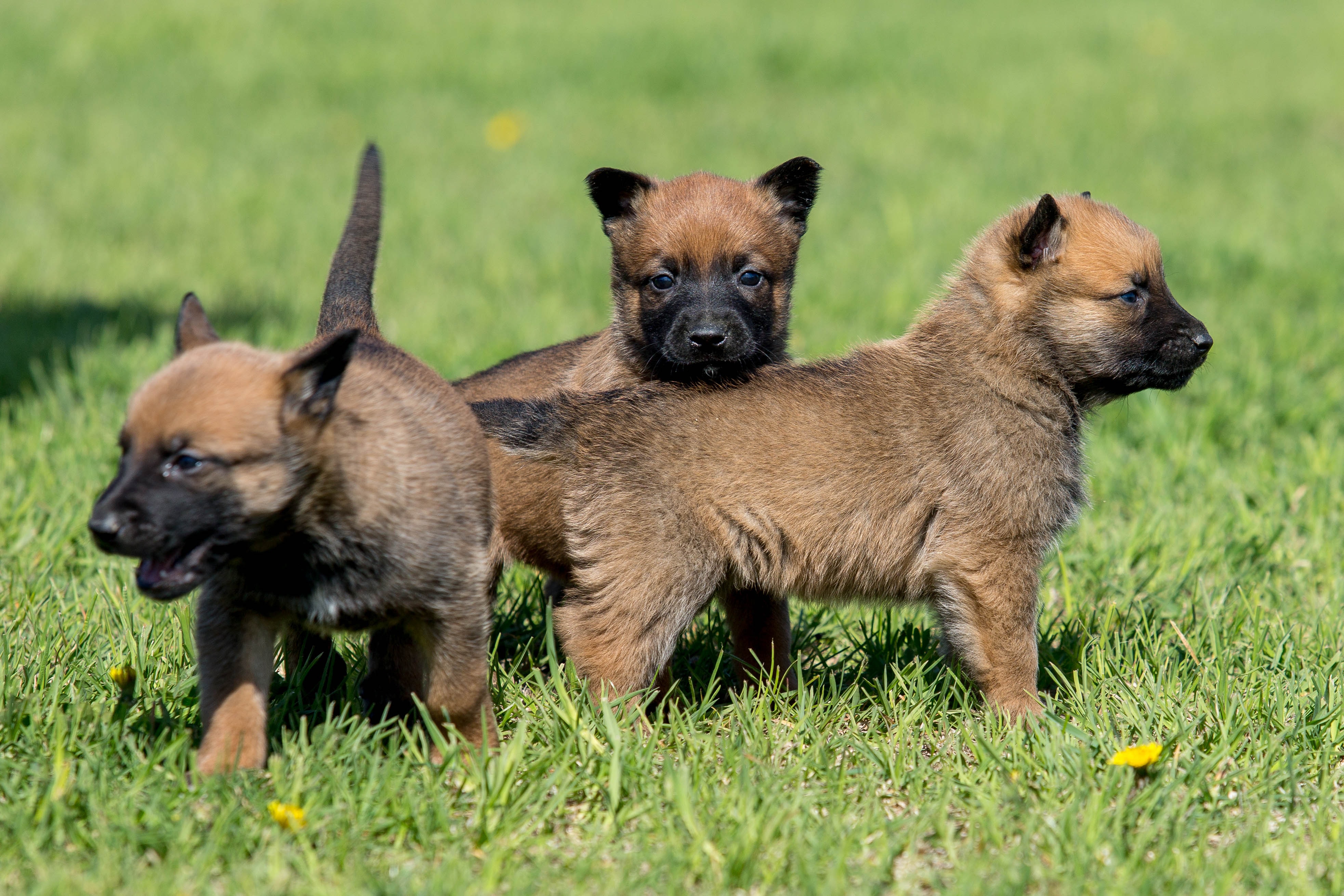 Why Are Belgian Malinois Used As Police Dogs Why Are Belgian Malinois Used As Police Dogs