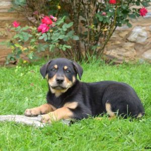 English Shepherd Mix