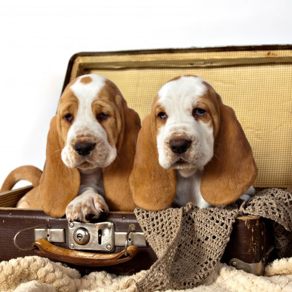 can a labrador retriever and a basset hound be friends