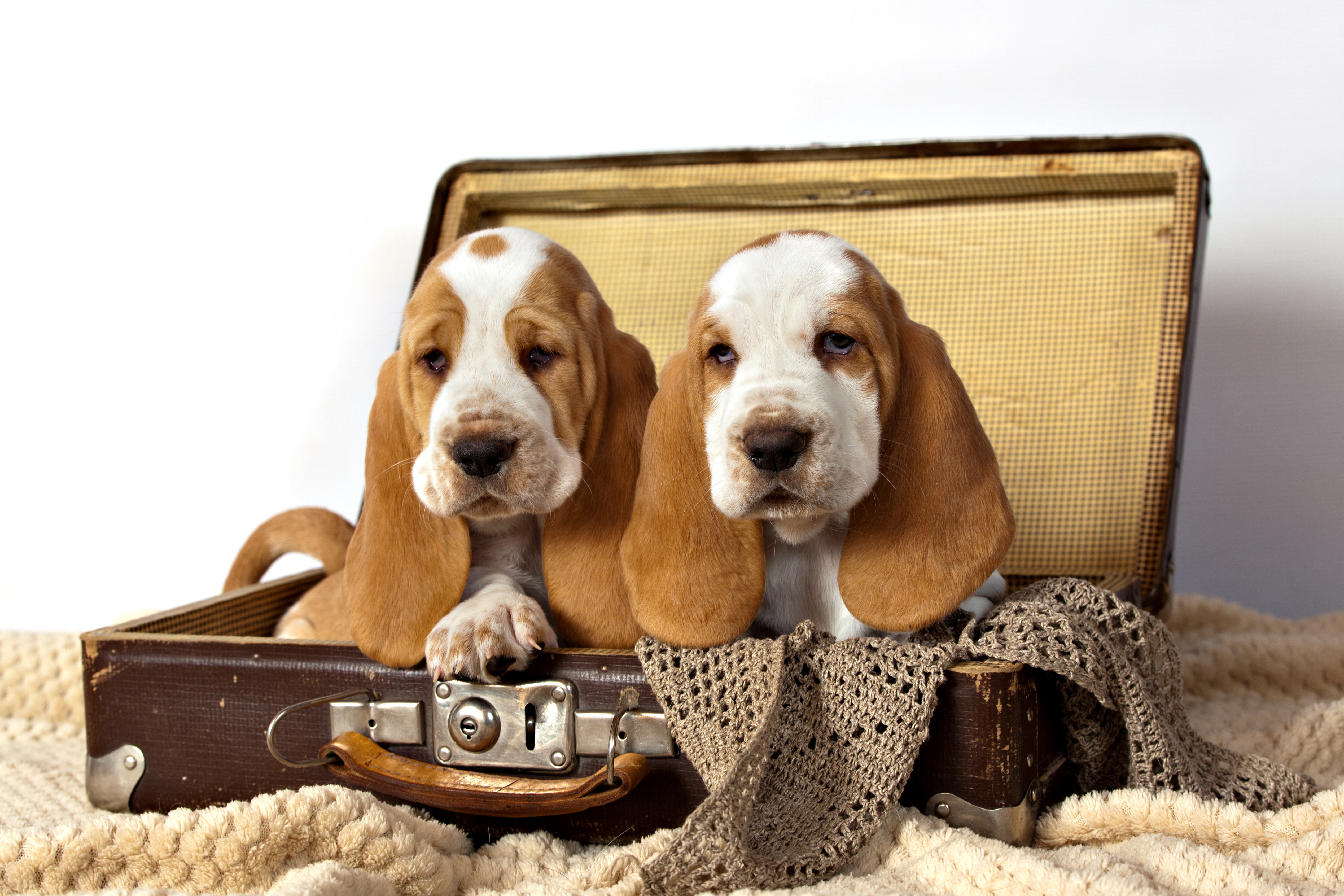 Basset Hounds - Greenfield Puppies