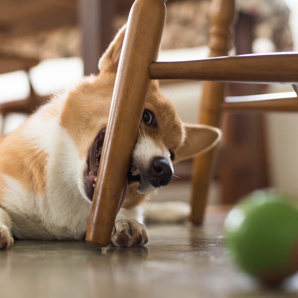 corgi puppy biting a chair leg
