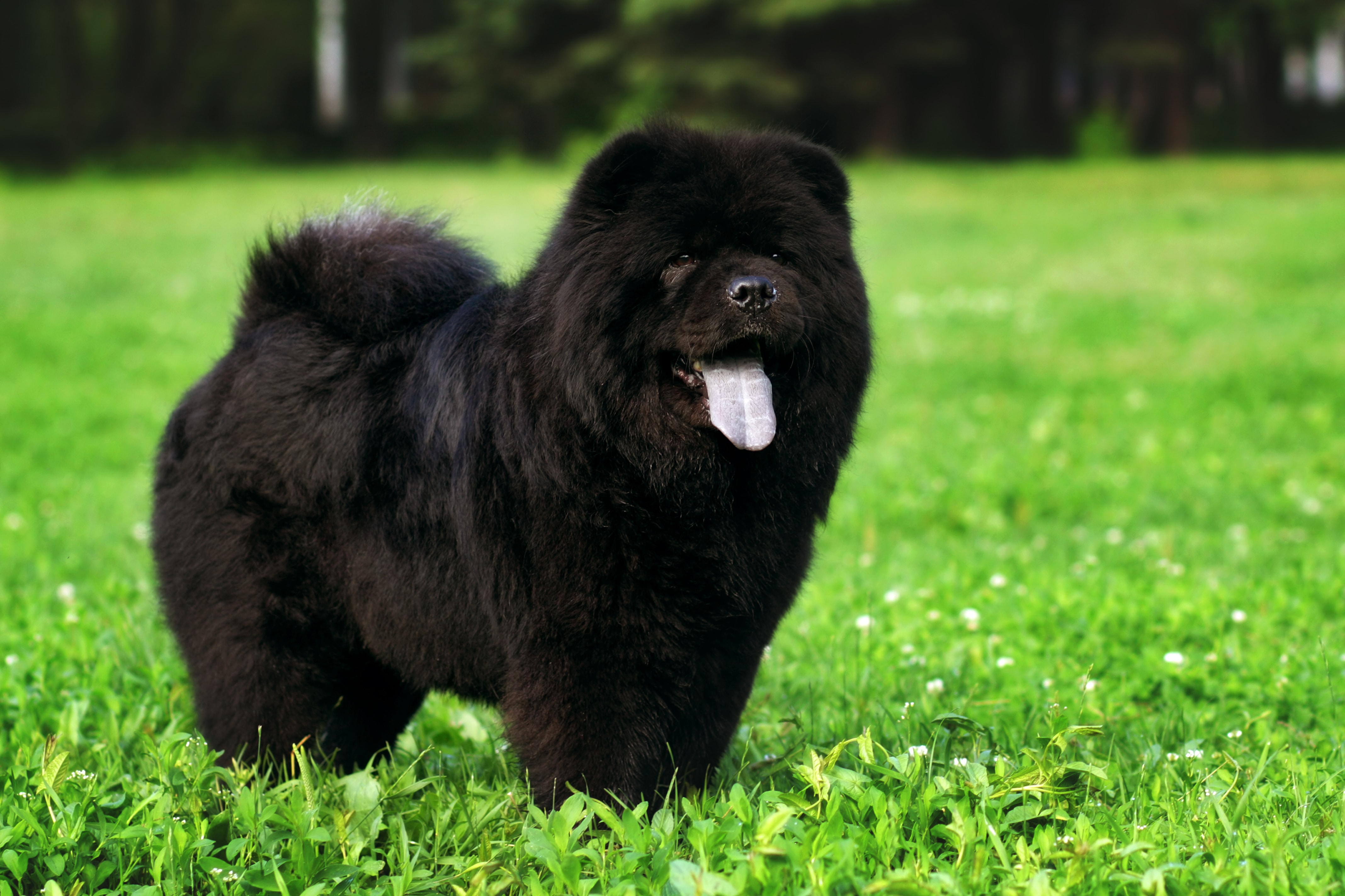 tibetan mastiff lion haircut