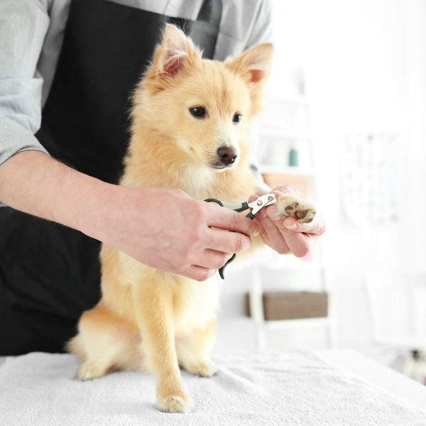 small shepherd dog at the dog groomer