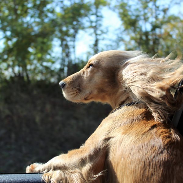 spaniel dog riding in a car with the window down