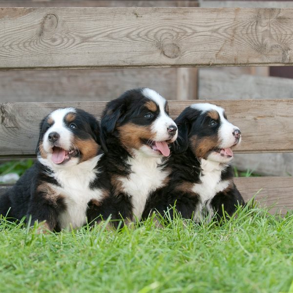 três filhotes de bernese mountain dog sentados na grama