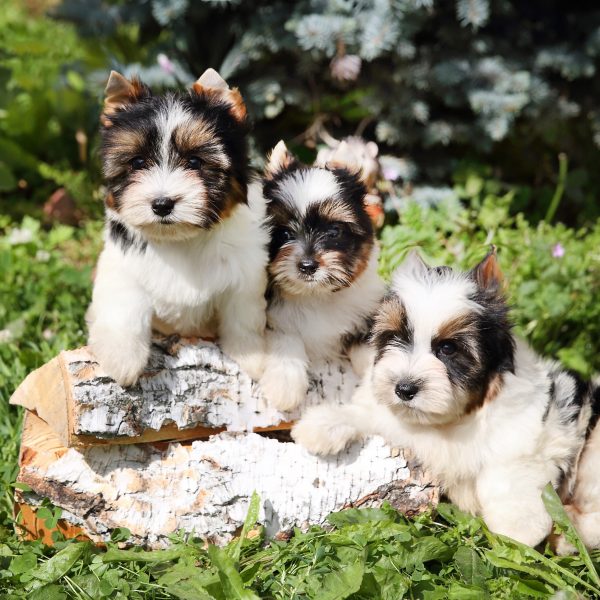three biewer terrier puppies on a tree stump in the grass