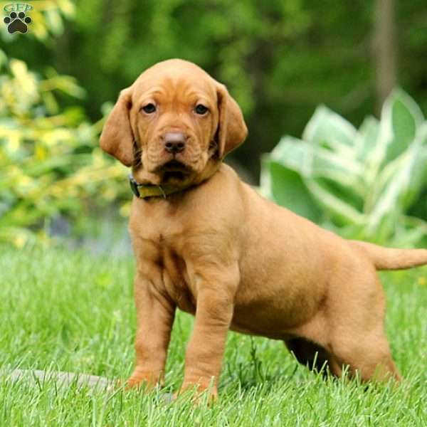 Tomat Waterfront rack Amber - Vizsla Puppy For Sale in Pennsylvania