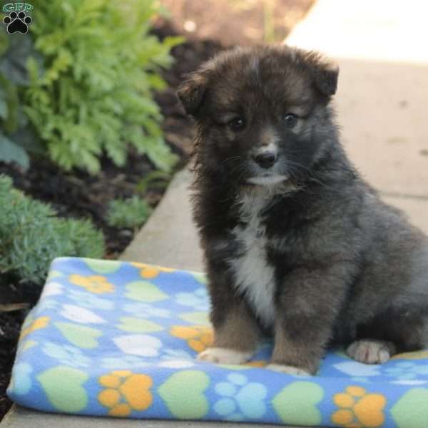 - Keeshond Mix For Sale in