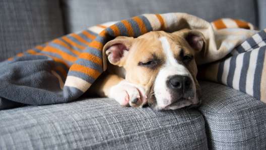 What to Know About Fever in Dogs