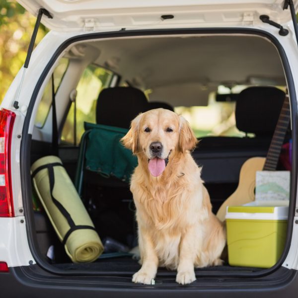 golden retriever sitting in the open trunk of a car