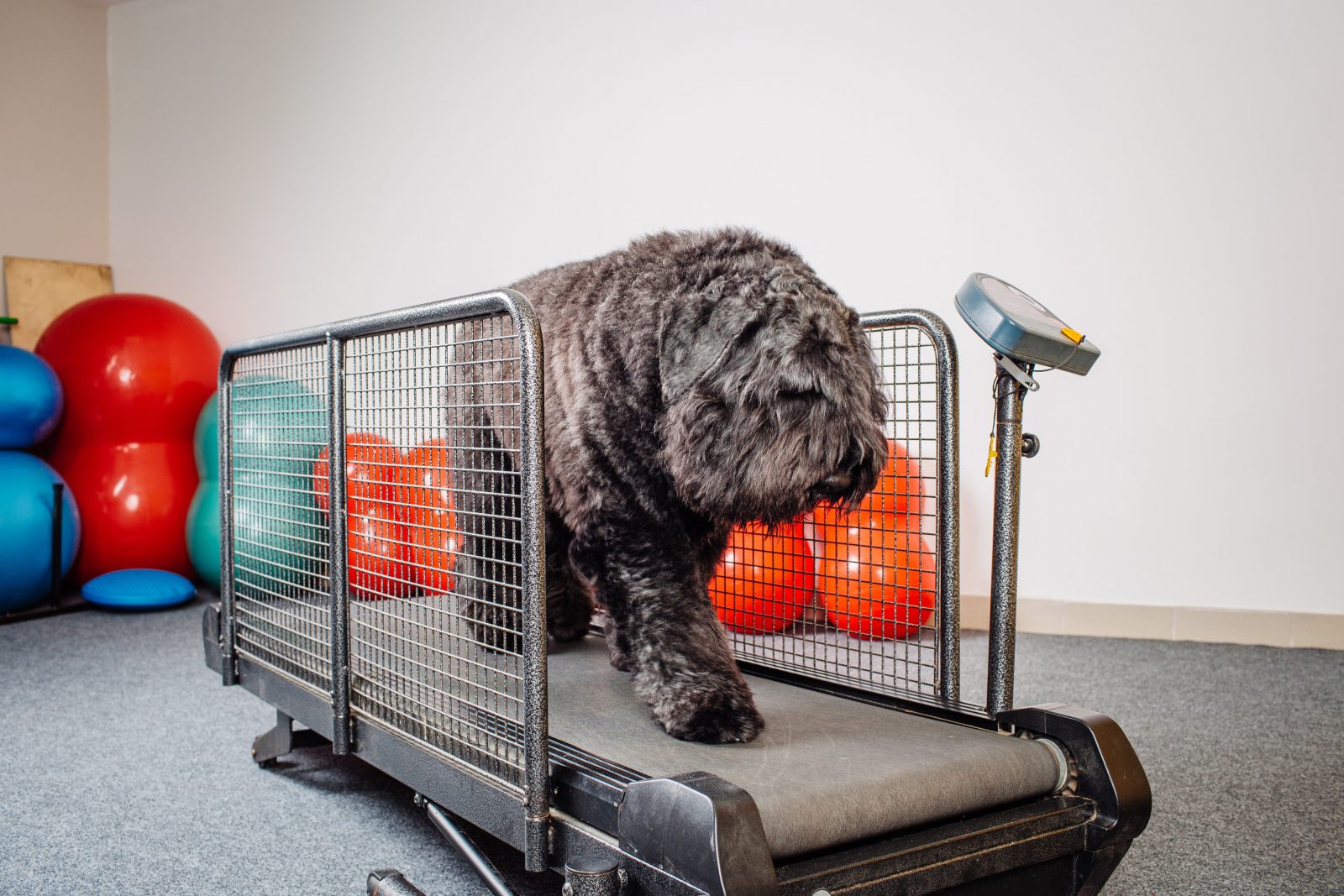 how do i get my dog to scared on a treadmill