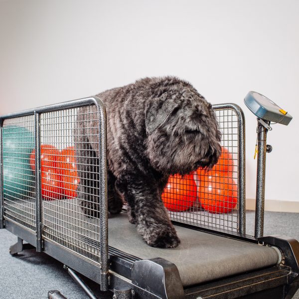 large black fluffy dog on a treadmill