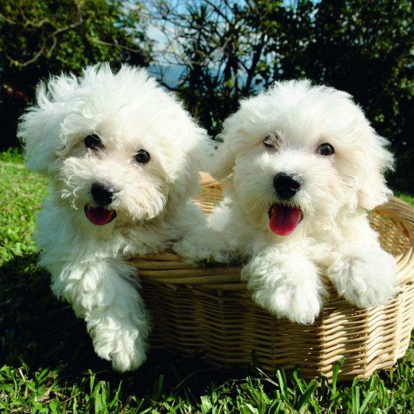 two bichon frise puppies in a basket
