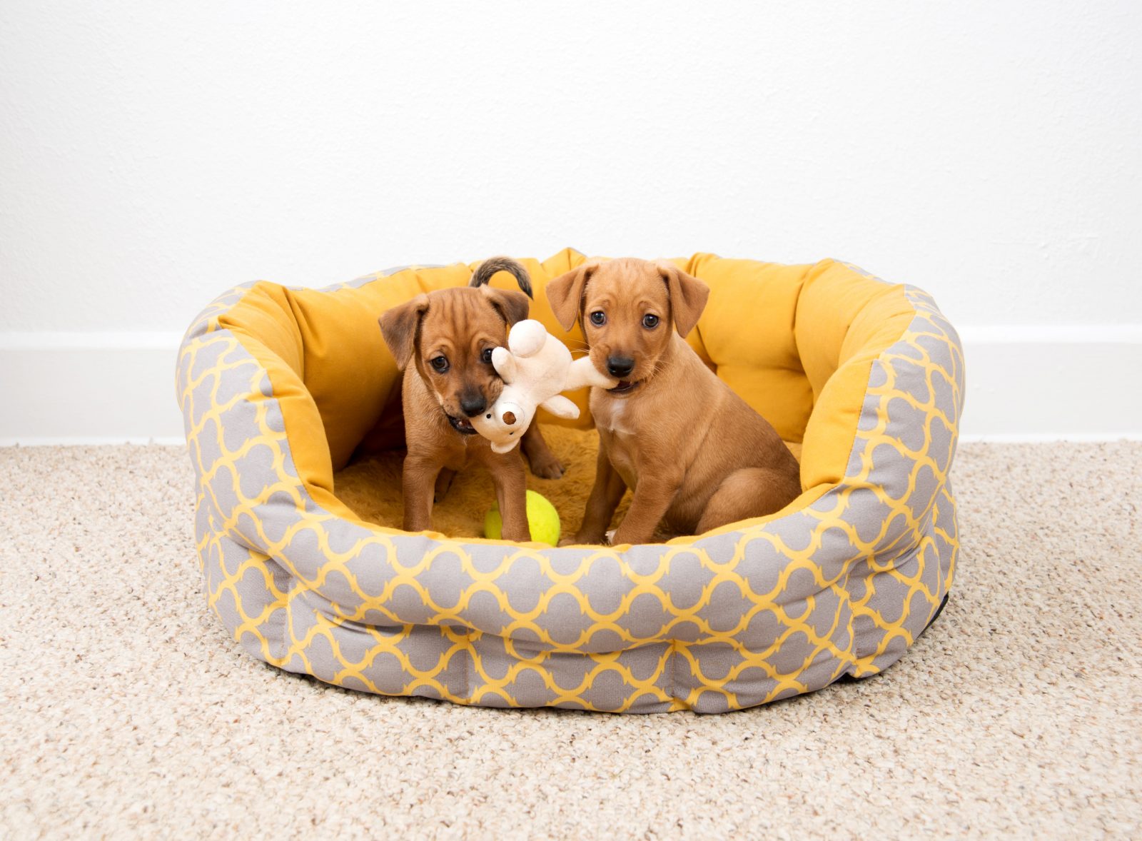 7 Calming Dog Bed Features to Help Your Dog Relax | Greenfield Puppies