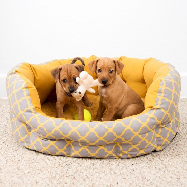 two brown puppies in a dog bed with a toy