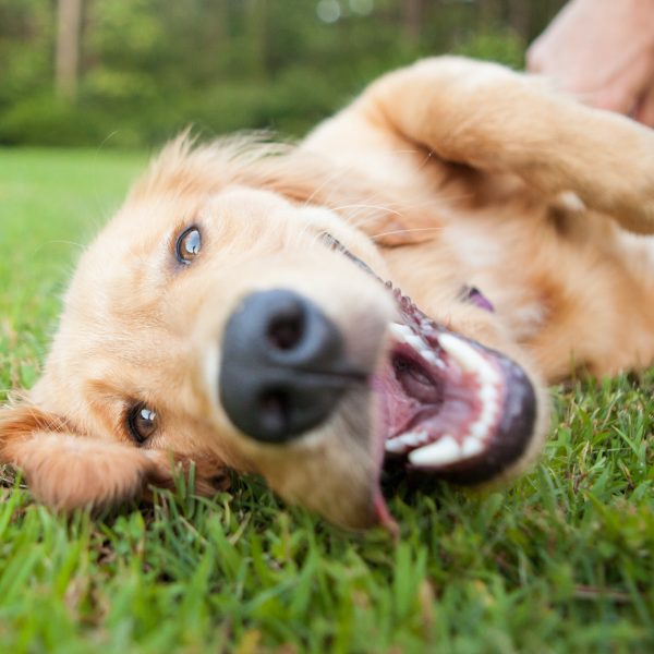 yellow lab rolling over in the grass