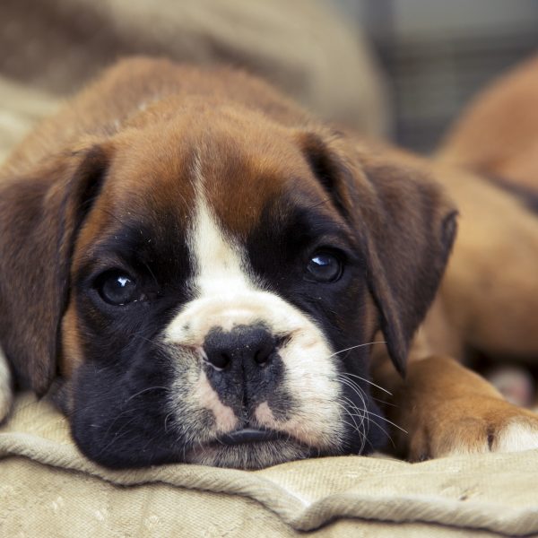 a boxer puppy lying on a dog bed