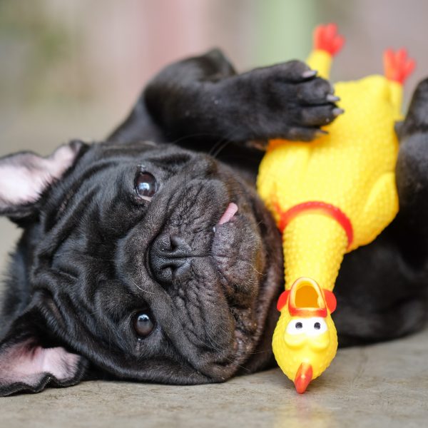 black pug playing with a rubber chicken