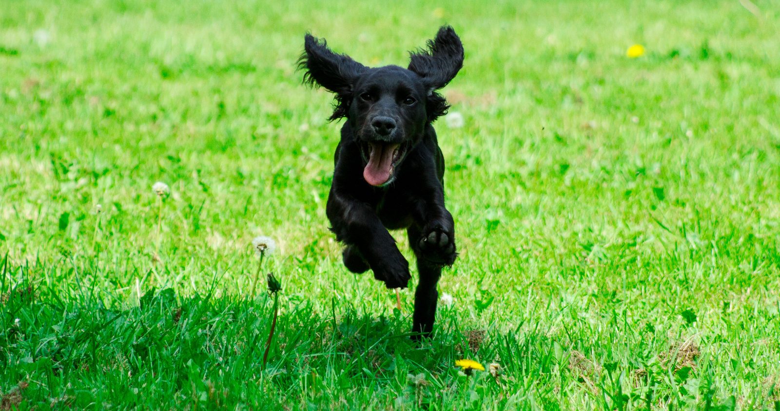 6 Ways to Help Calm a Hyper Dog Greenfield Puppies