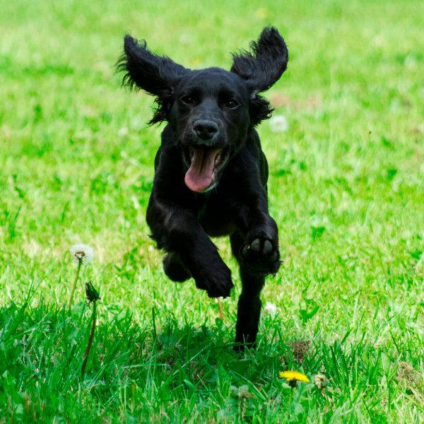 black spaniel puppy running in a yard