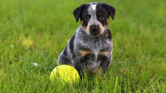 8 Facts About Blue Heelers