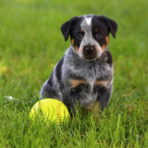 blue heeler puppy sitting in grass