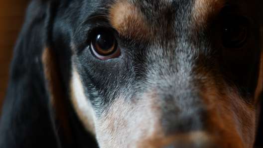 7 Facts About Bluetick Coonhounds