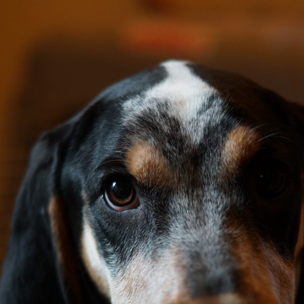 closeup of bluetick coonhound puppy