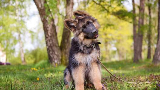 5 Common Dog Training Myths to Stop Believing Immediately