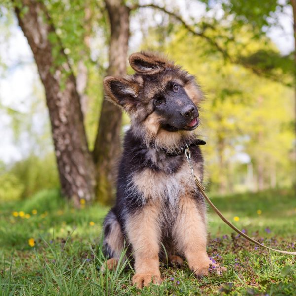 curious german shepherd puppy sitting in grass