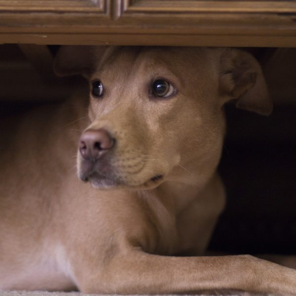 dog hides under coffee table