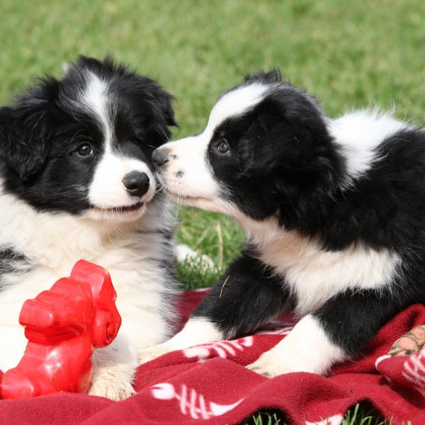 two border collie puppies playing on a blanket in grass